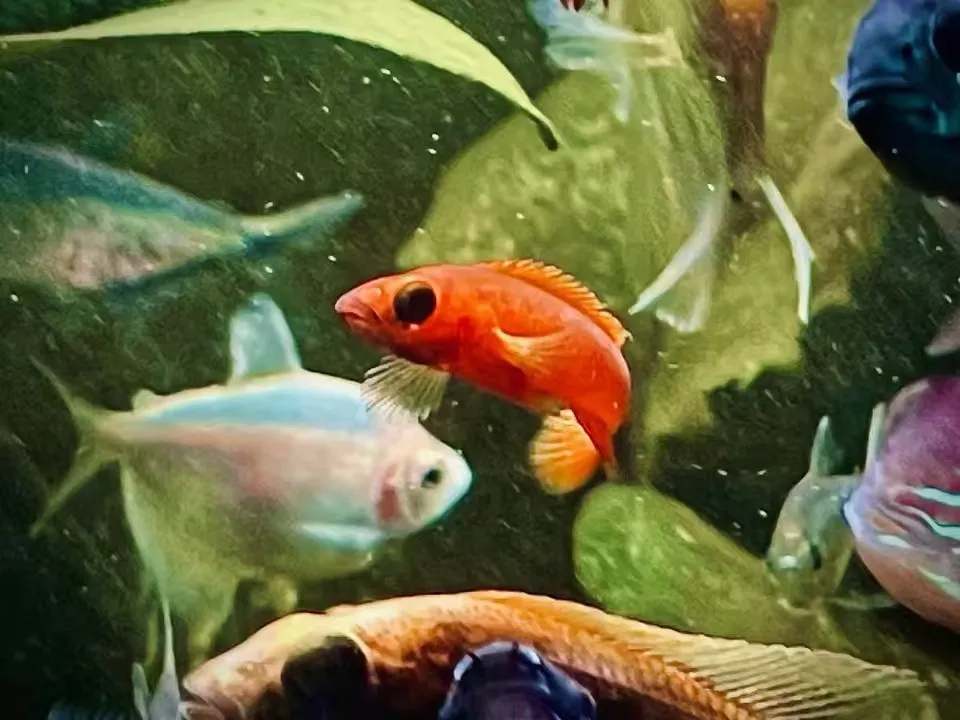 养鱼