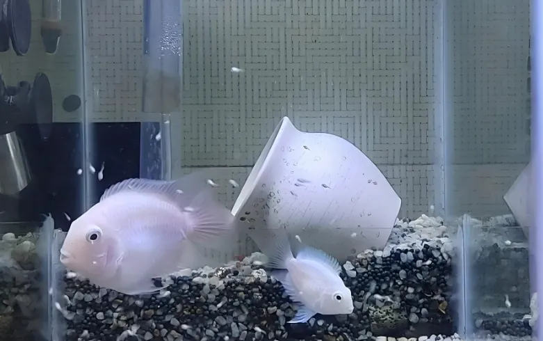 养鱼